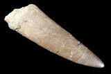 Fossil Plesiosaur (Zarafasaura) Tooth - Morocco #81820-1
